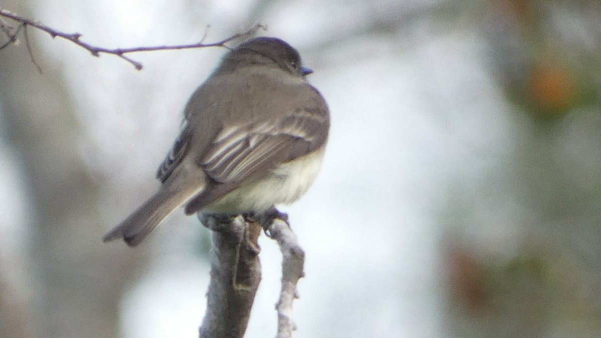 Eastern Phoebe - ML626870673