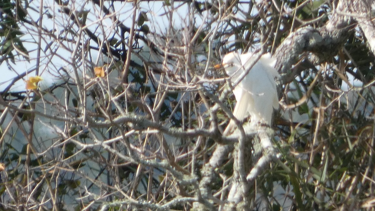 Western Cattle-Egret - ML626870734