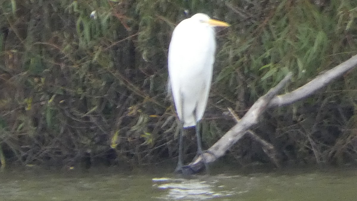 Great Egret - ML626870751