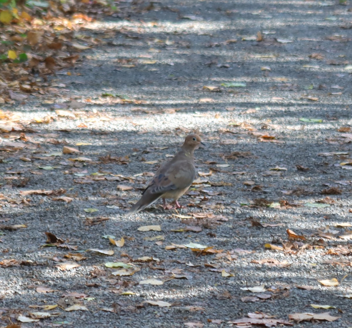 Mourning Dove - ML626870769