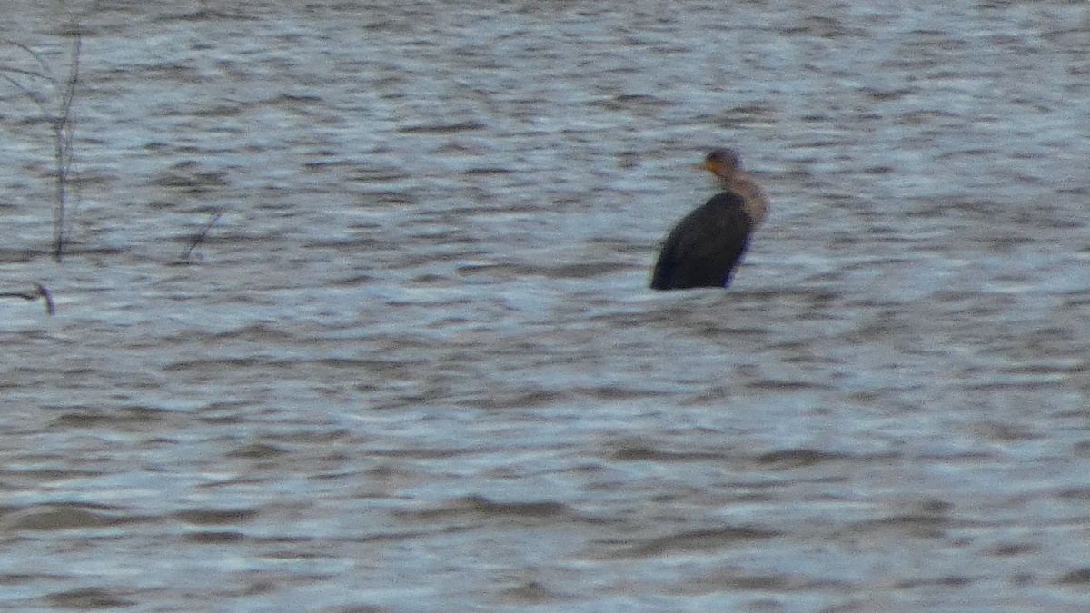 Double-crested Cormorant - ML626870770