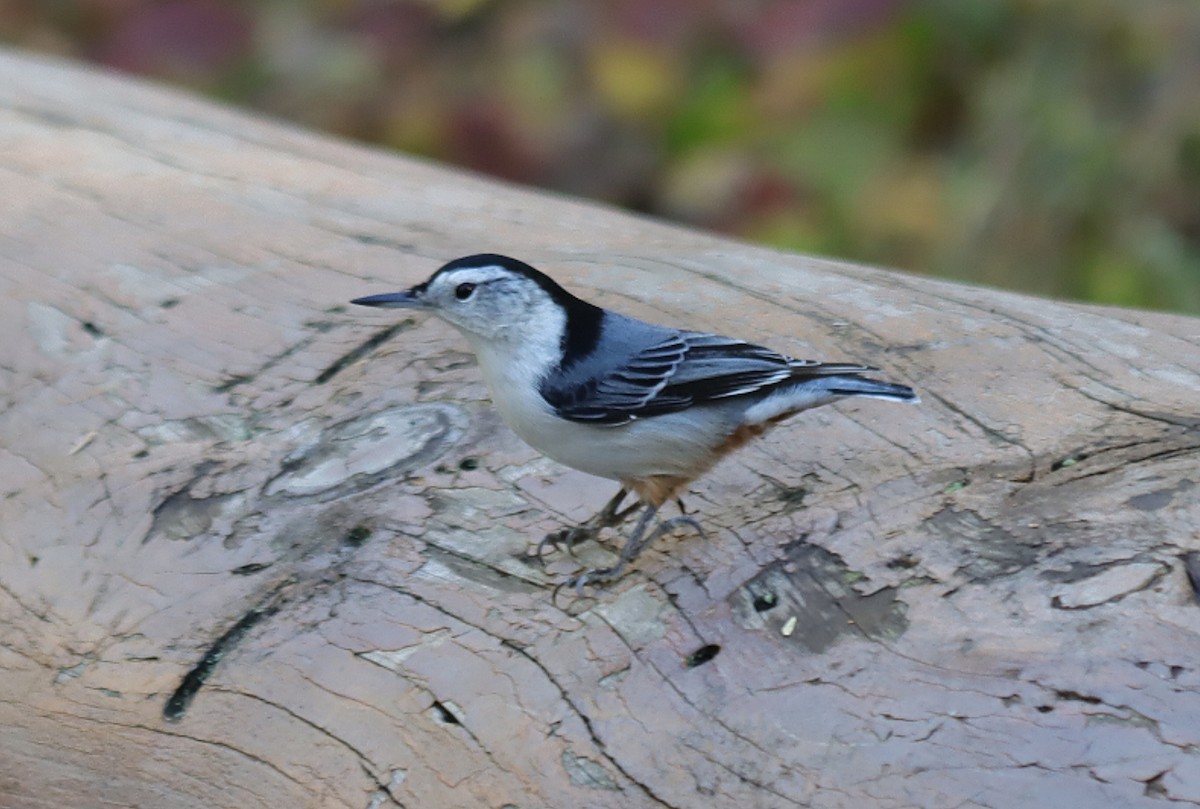 White-breasted Nuthatch - ML626870782