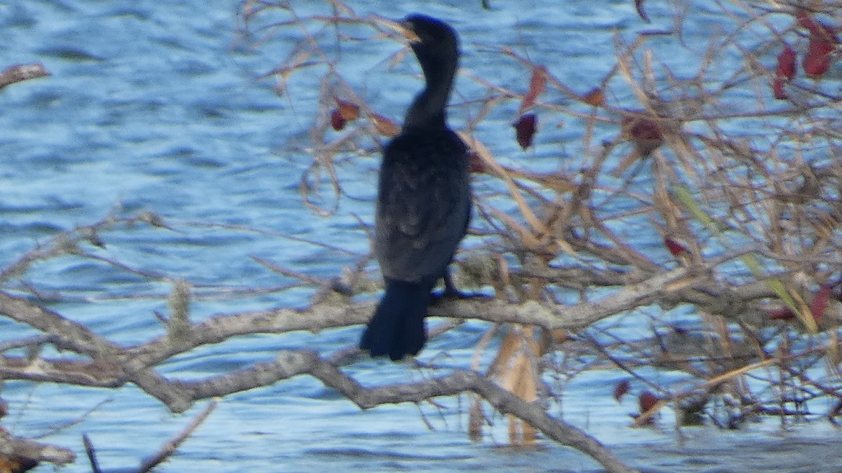 Neotropic Cormorant - ML626870786