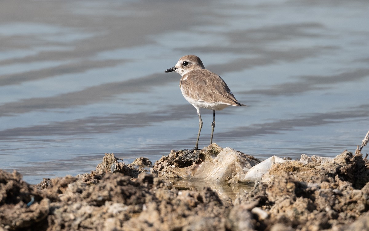 Tibetan Sand-Plover - ML626870791