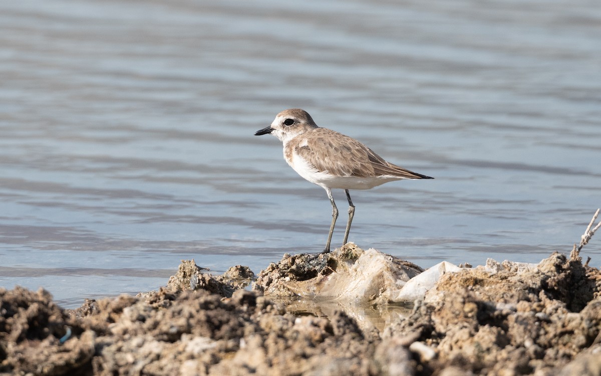 Tibetan Sand-Plover - ML626870792