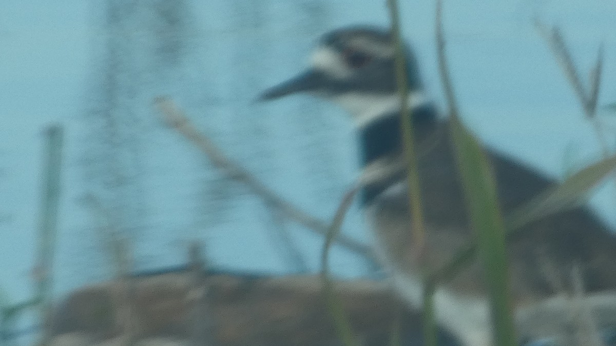 Killdeer - ML626870804