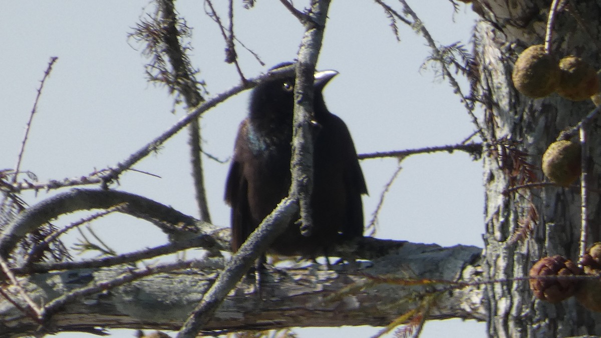 Common Grackle - ML626870900