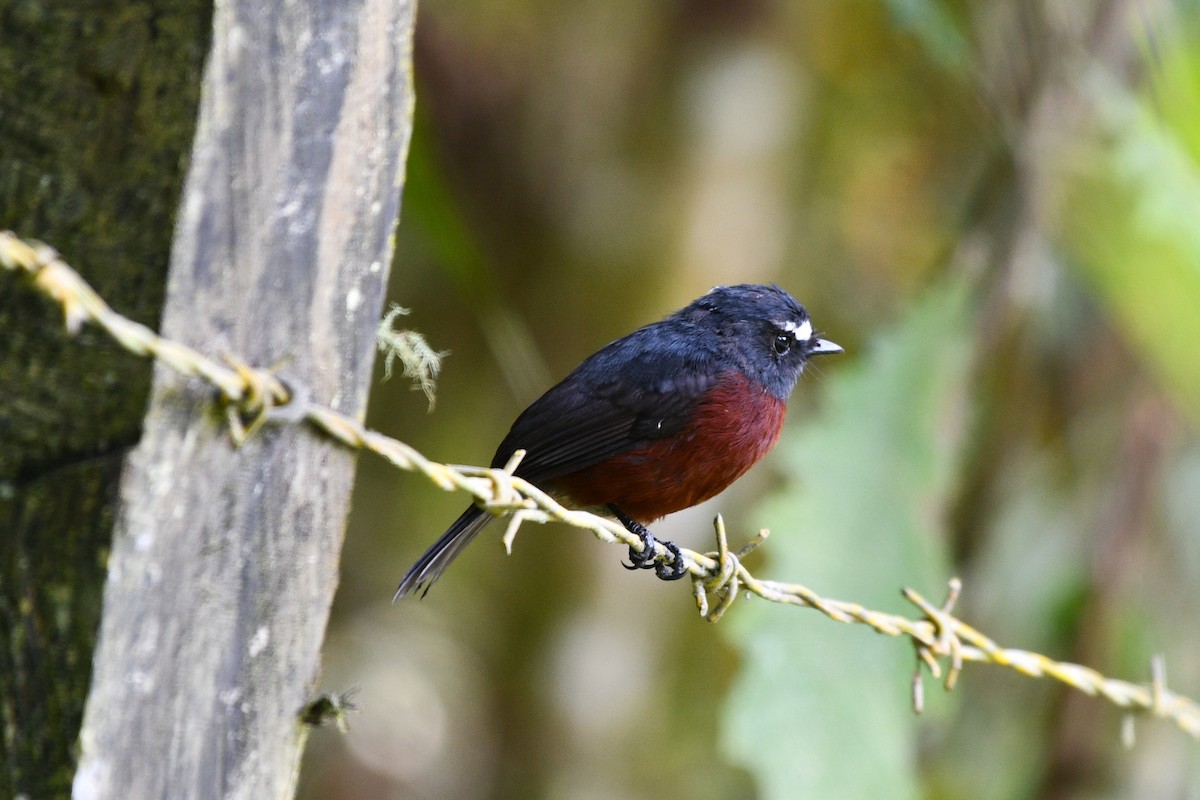 Chestnut-bellied Chat-Tyrant - ML626871122