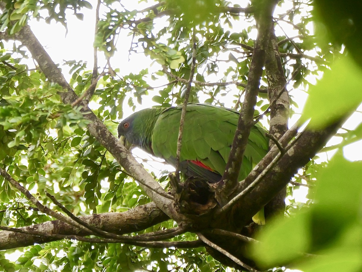 Red-necked Amazon - ML626871244