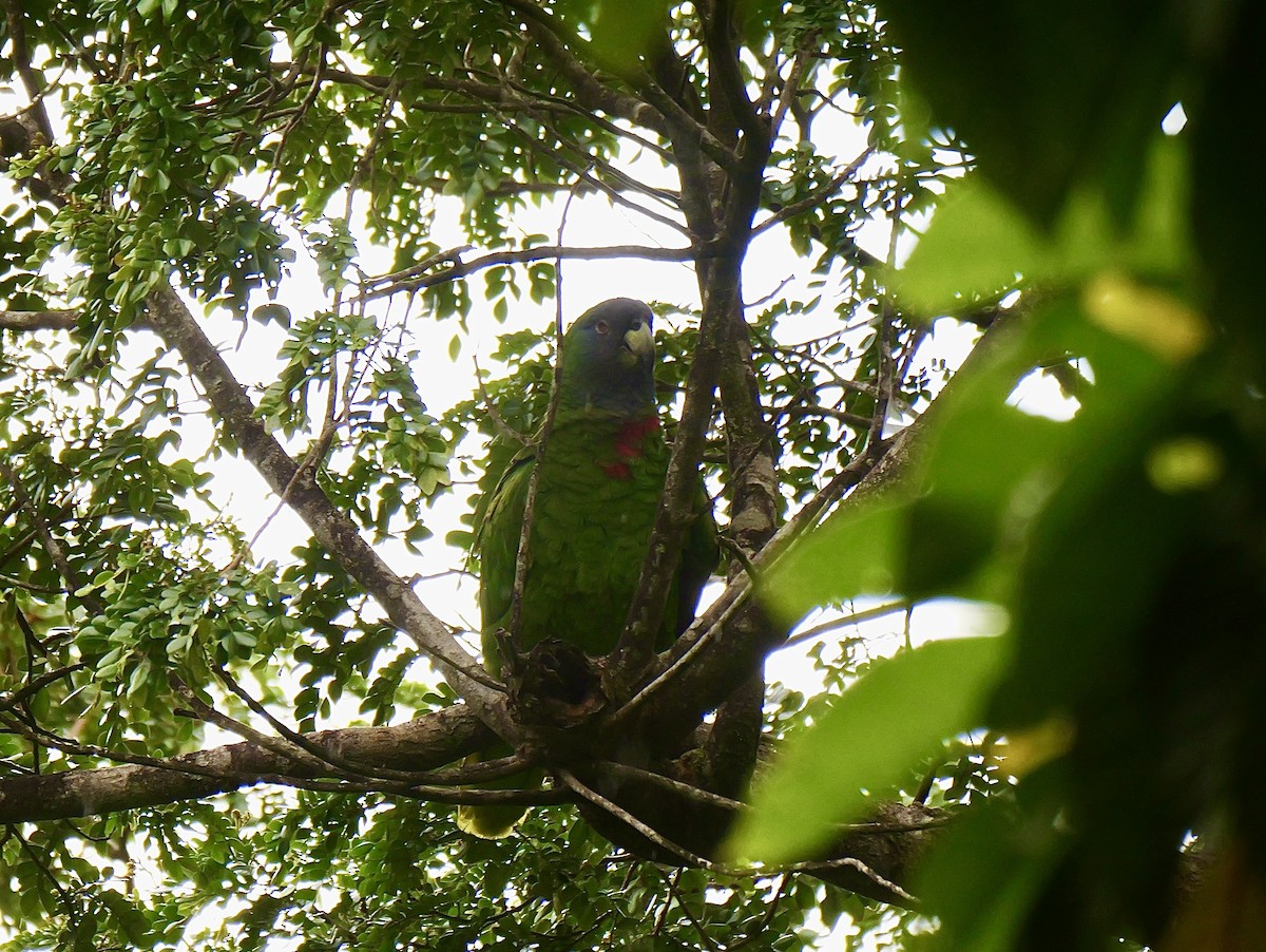 Red-necked Amazon - ML626871245