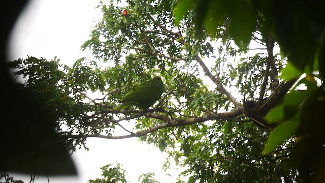 Red-necked Amazon - ML626871293