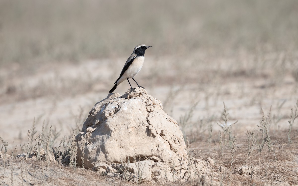 Desert Wheatear - ML626871362