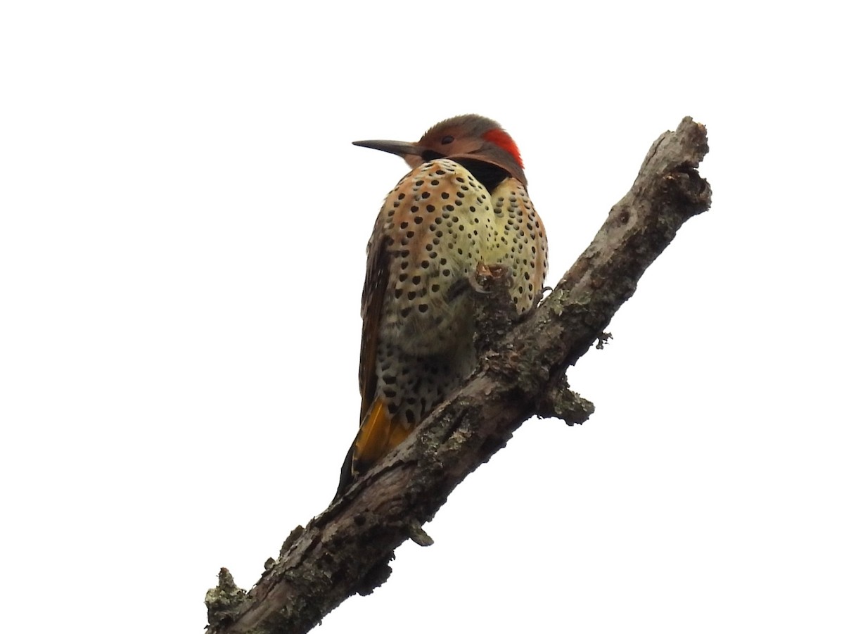 Northern Flicker - ML626871558