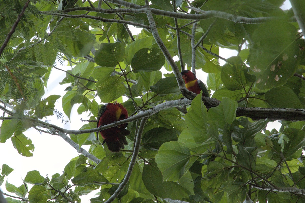 Yellow-bibbed Lory - ML626871727