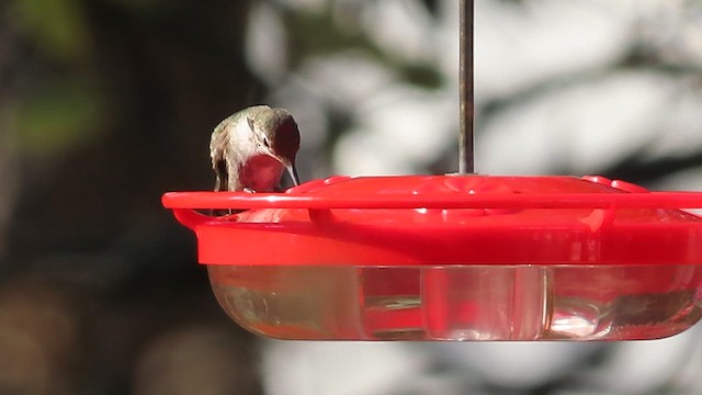 Anna's Hummingbird - ML626871790