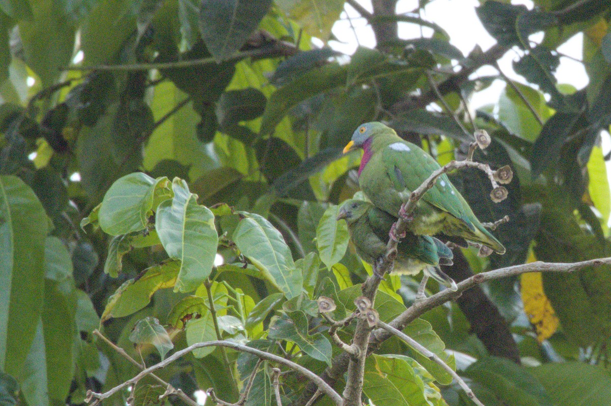 Claret-breasted Fruit-Dove - ML626871799