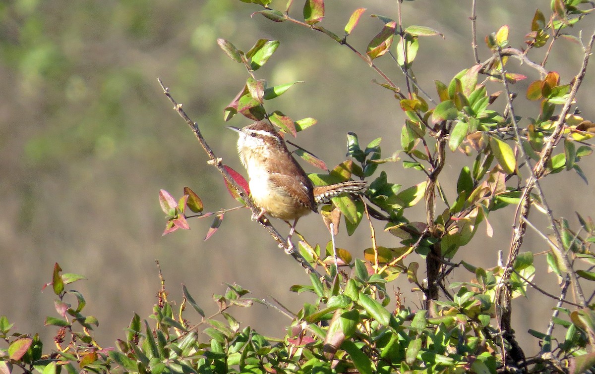 Carolina Wren - ML626871816