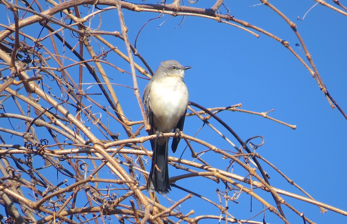 Northern Mockingbird - ML626871826