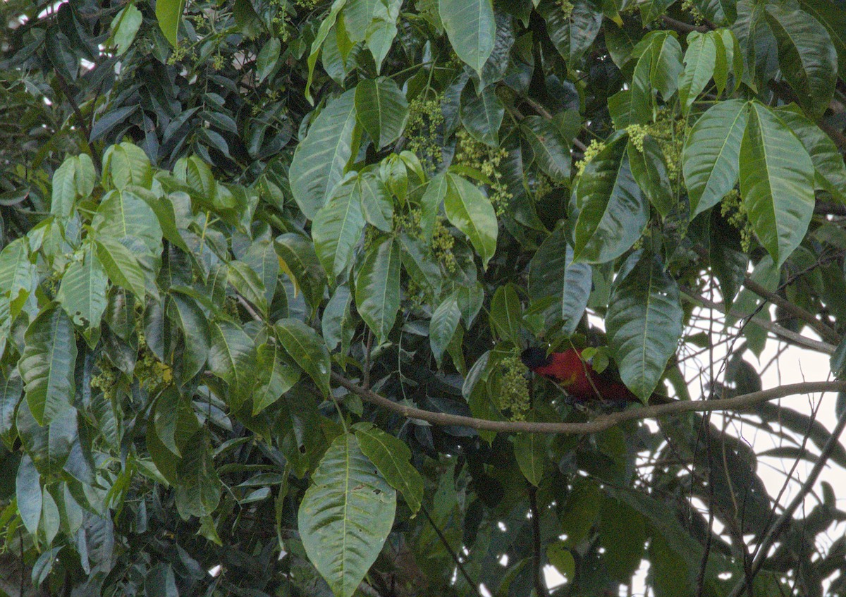 Yellow-bibbed Lory - ML626871851