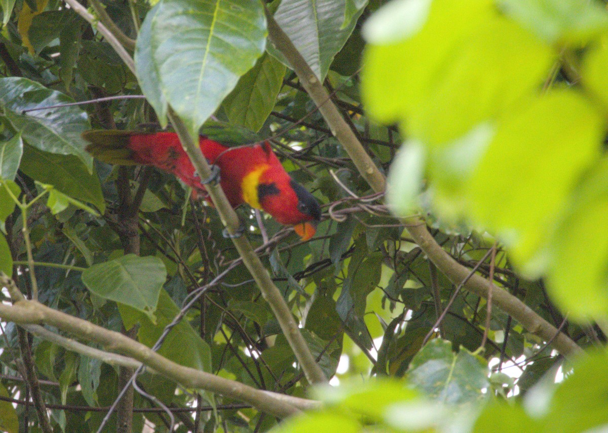 Yellow-bibbed Lory - ML626871853