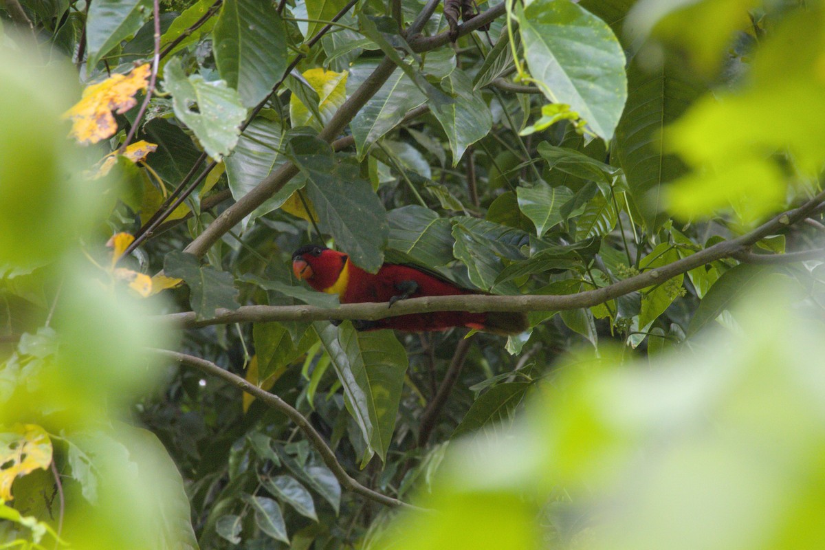 Yellow-bibbed Lory - ML626871855