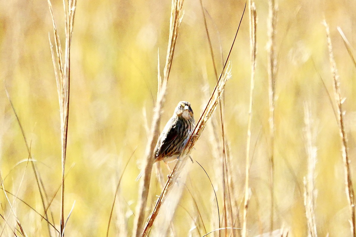 Saltmarsh Sparrow - ML626871858