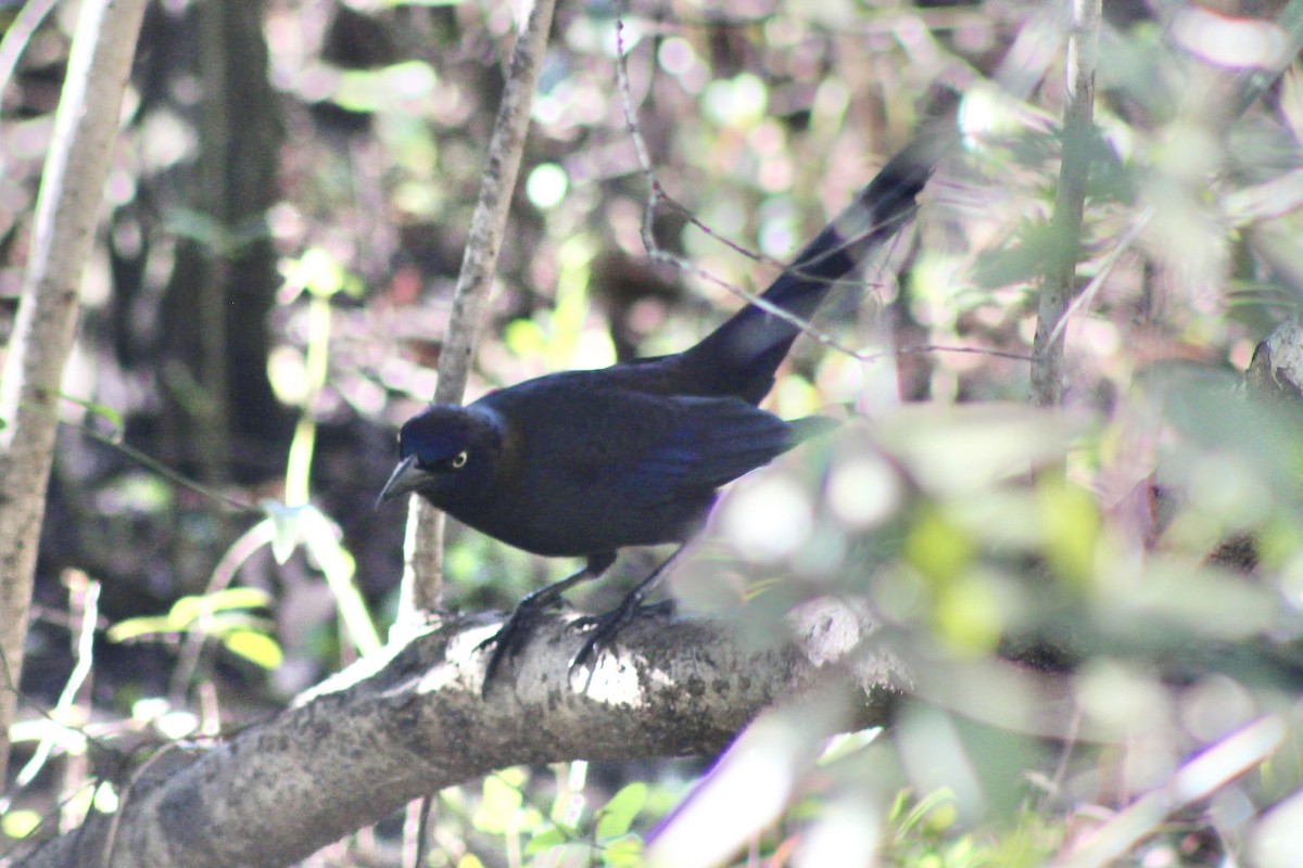 blackbird sp. - ML626871860