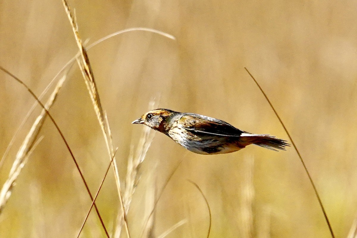 Saltmarsh Sparrow - ML626871880