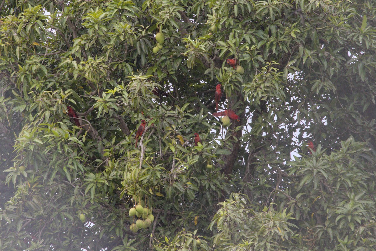 Cardinal Lory - ML626871931