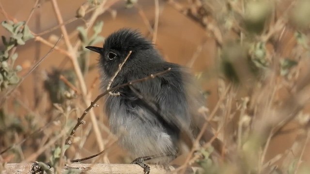Black-tailed Gnatcatcher - ML626871932