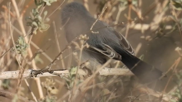 Black-tailed Gnatcatcher - ML626871933
