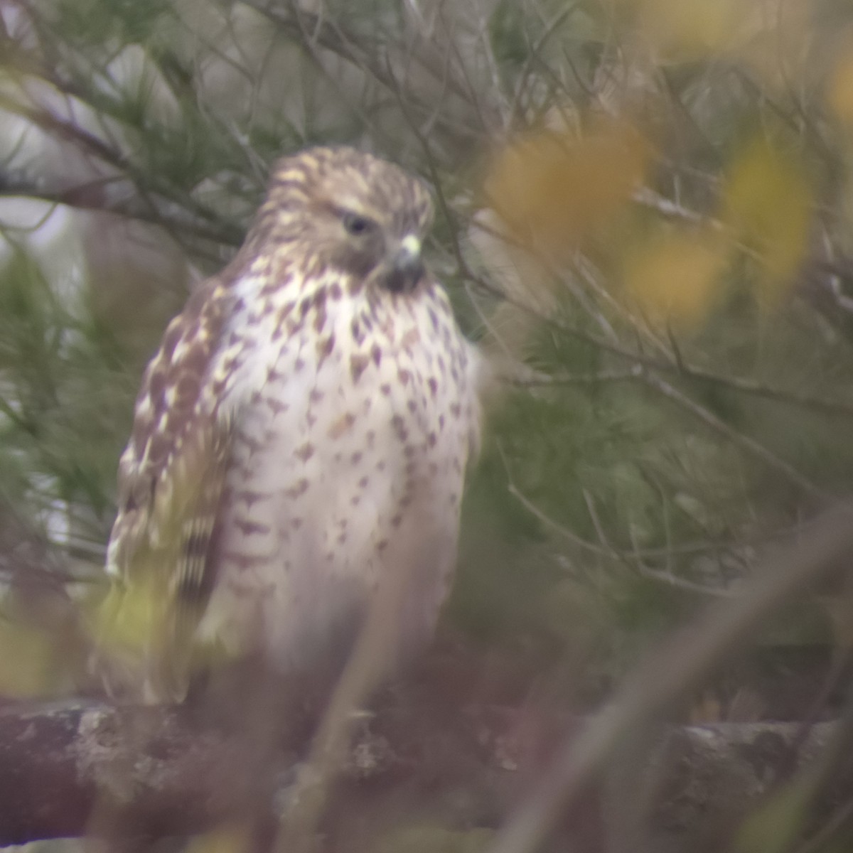 Red-shouldered Hawk - ML626872042