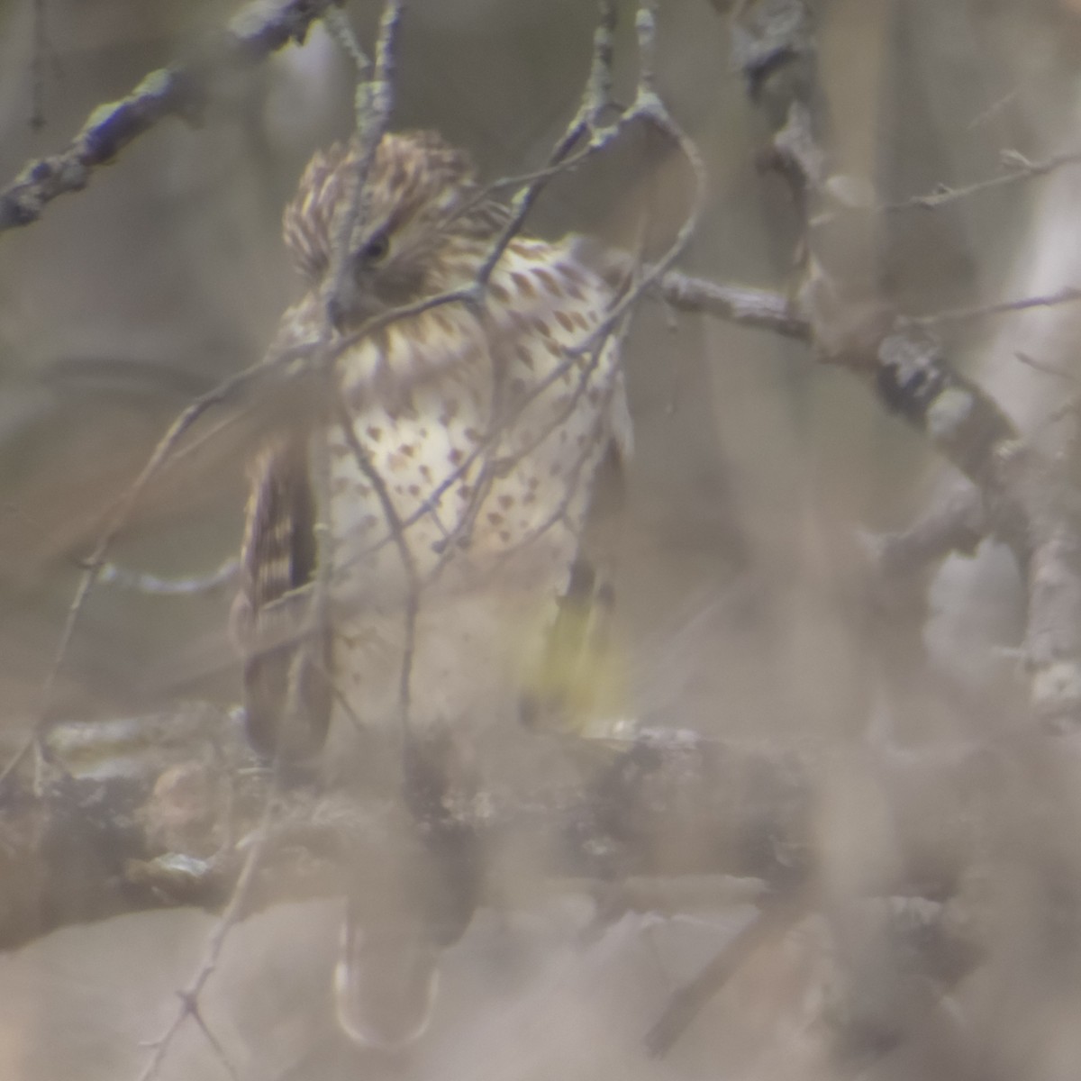 Red-shouldered Hawk - ML626872043