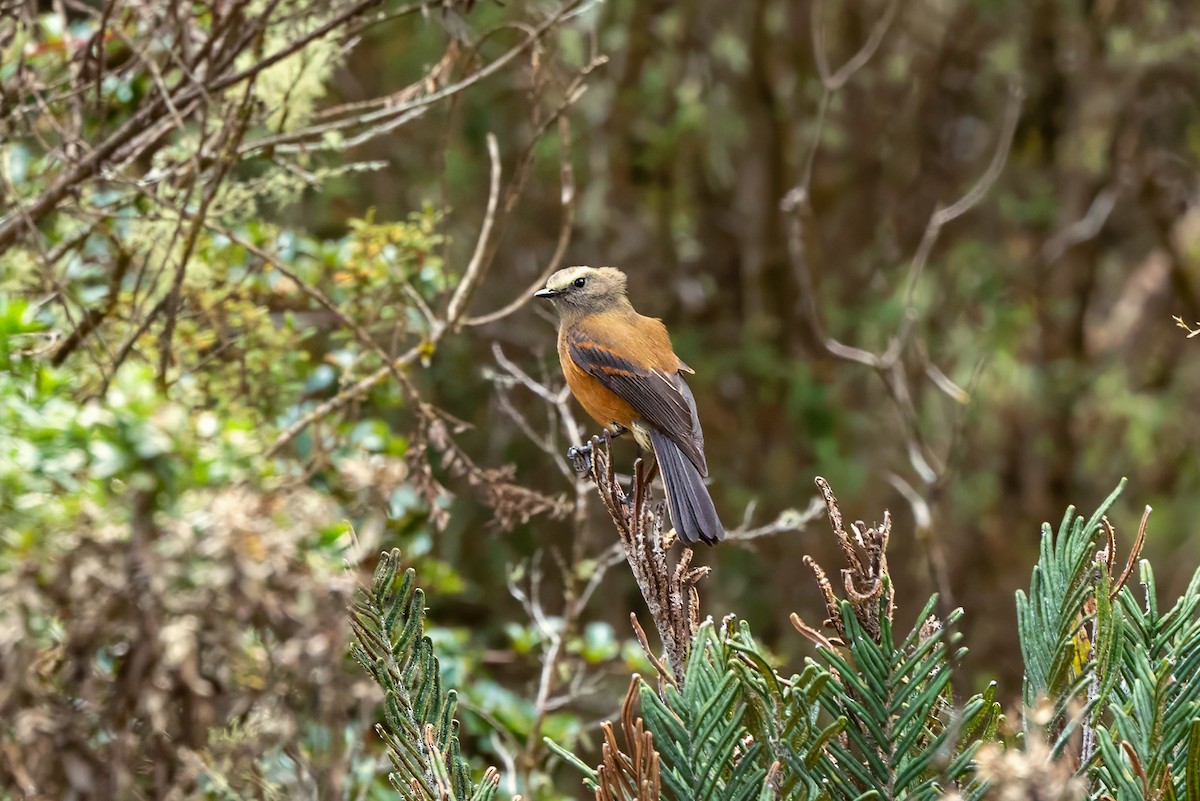 Brown-backed Chat-Tyrant - ML626872053