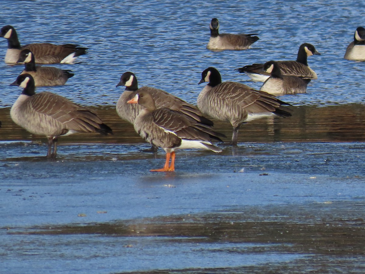 Greater White-fronted Goose - ML626872065
