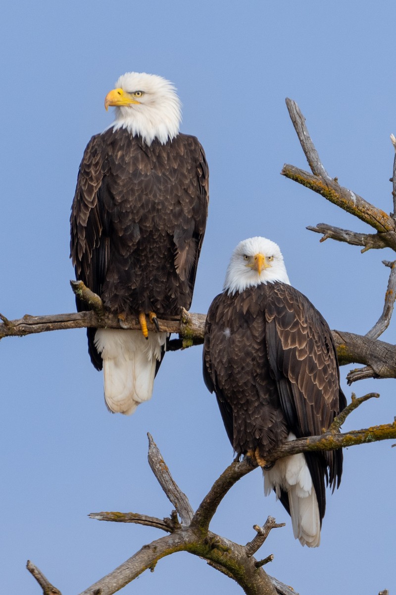 Bald Eagle - ML626872069