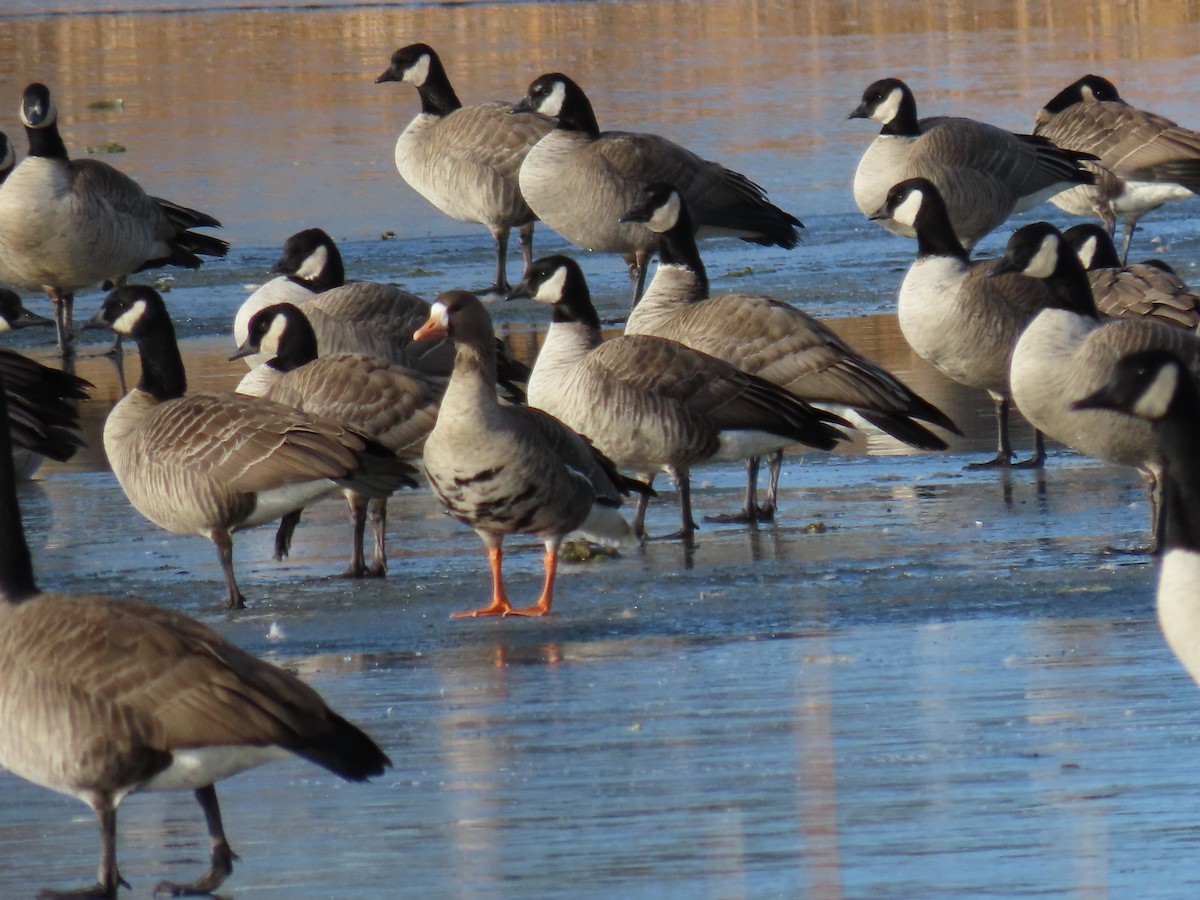 Greater White-fronted Goose - ML626872122