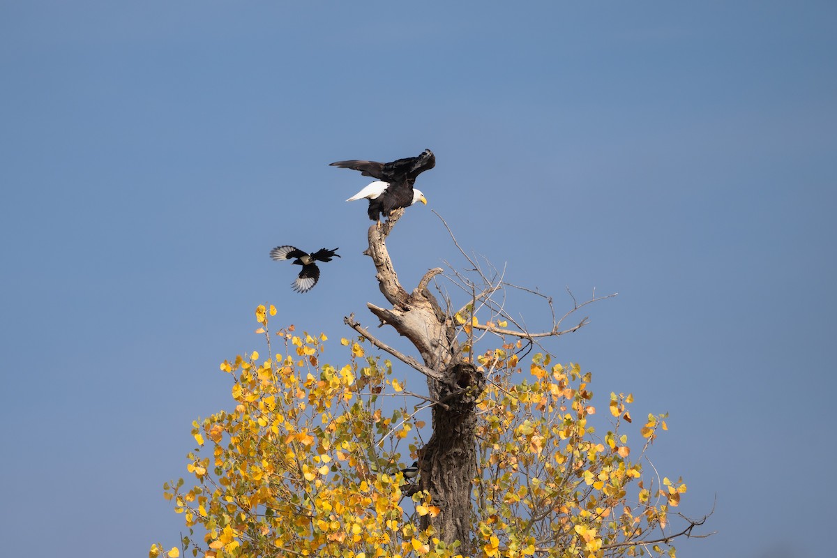 Yellow-billed Magpie - ML626872152