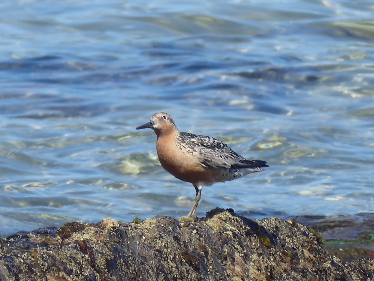 Red Knot - ML626872154