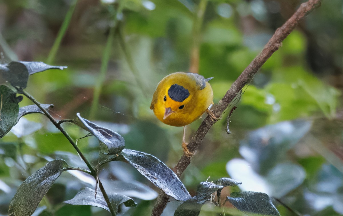 Wilson's Warbler - ML626872659