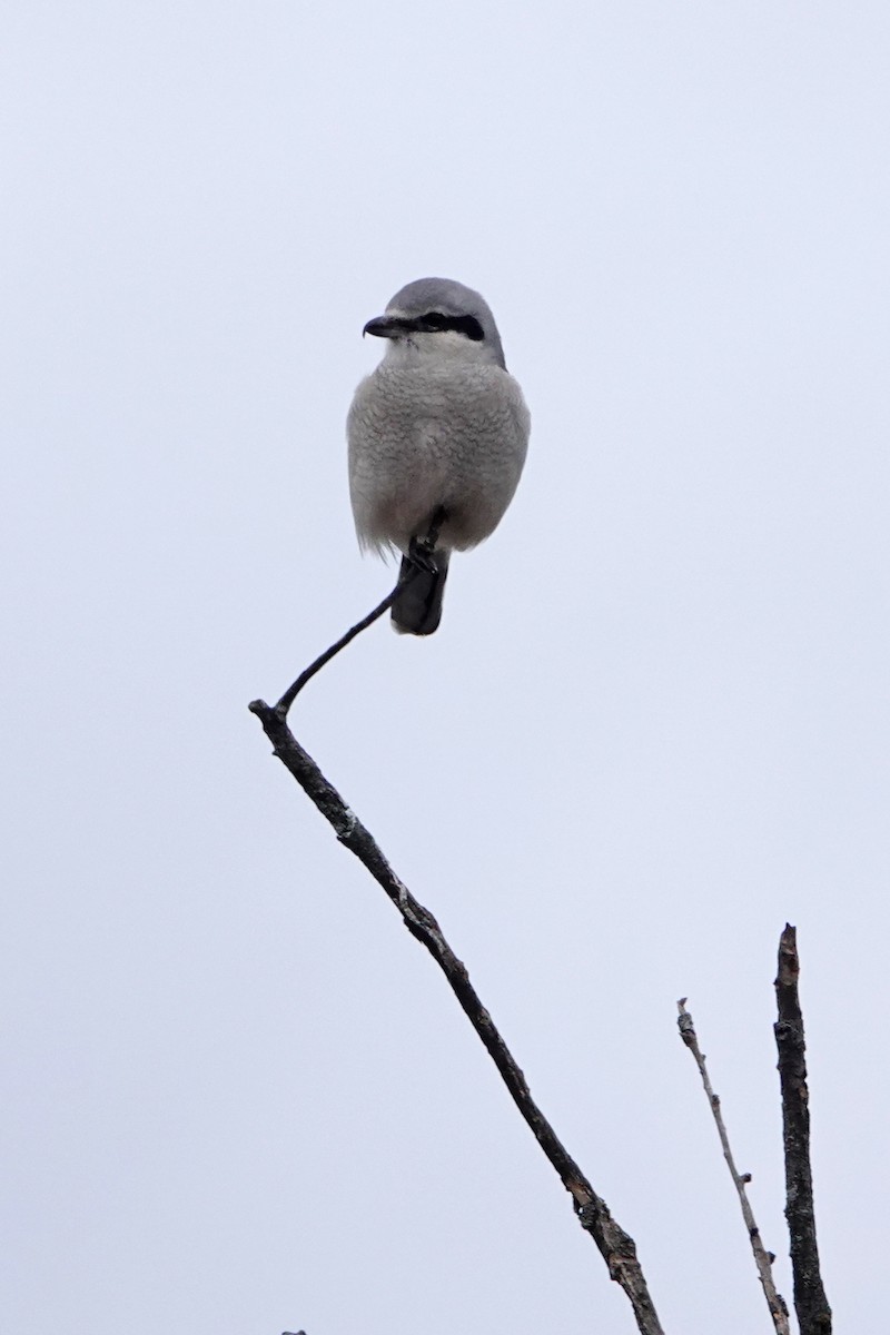 Northern Shrike - ML626872706