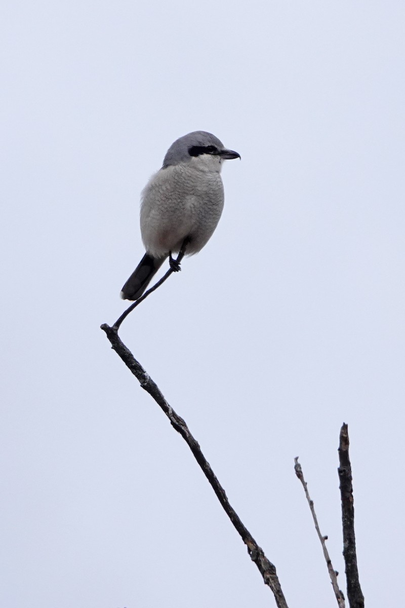 Northern Shrike - ML626872707