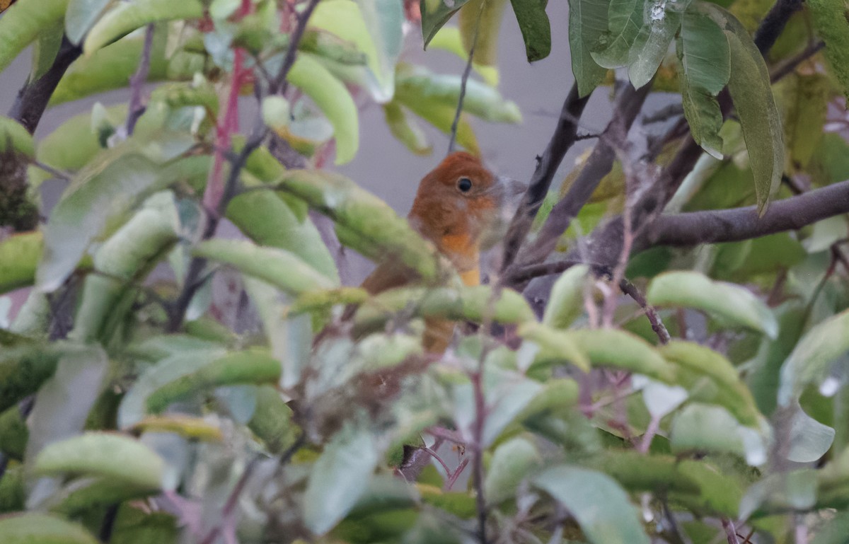 Summer Tanager - ML626872749