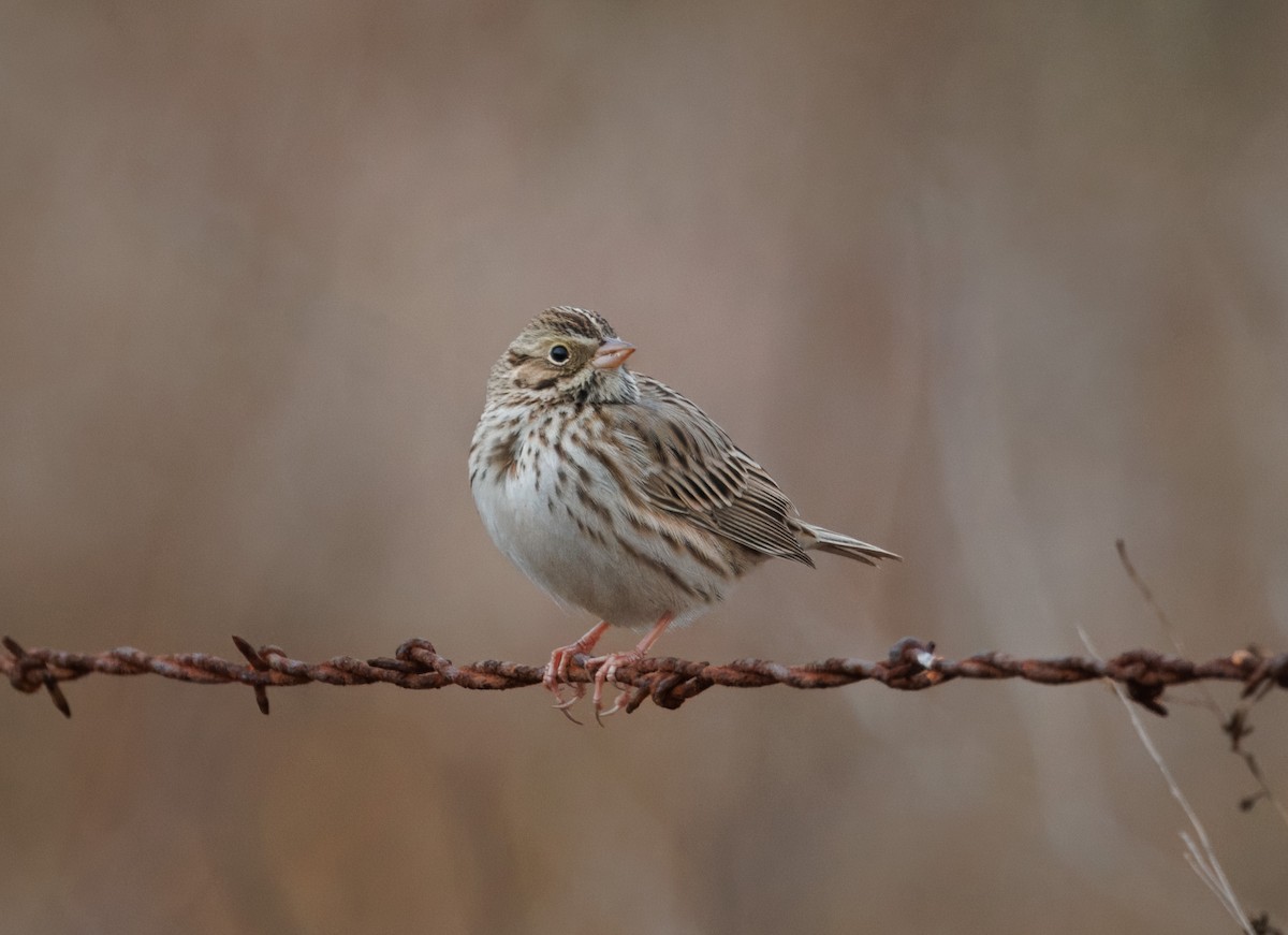 Savannah Sparrow - ML626872758