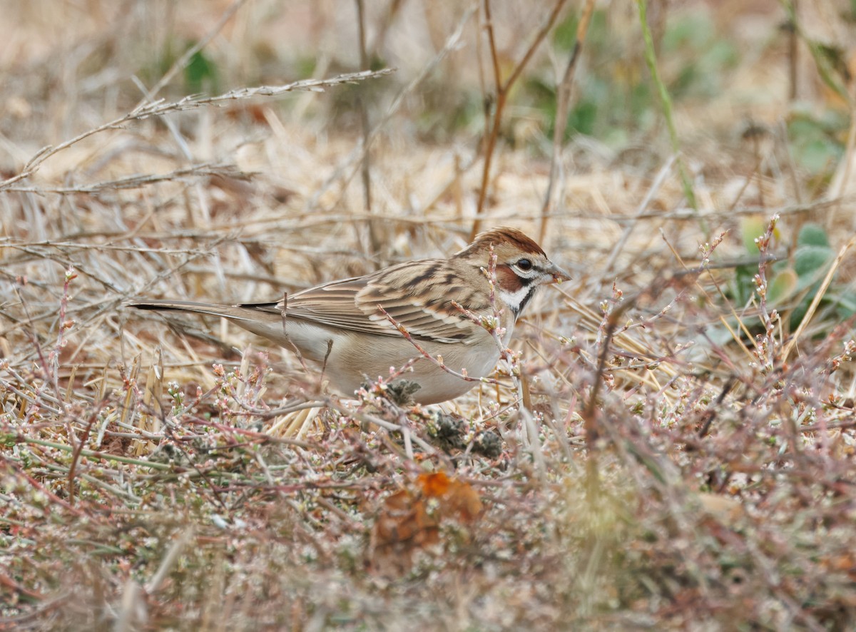 Lark Sparrow - ML626872767