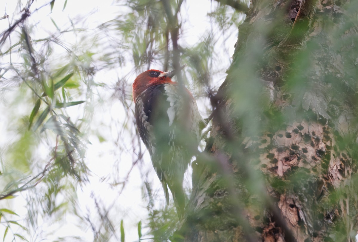 Red-breasted Sapsucker - ML626872782