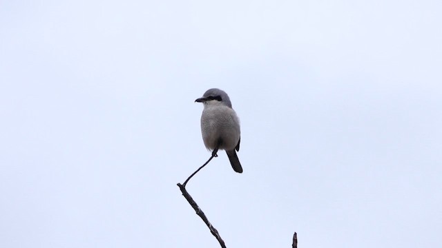 Northern Shrike - ML626872842