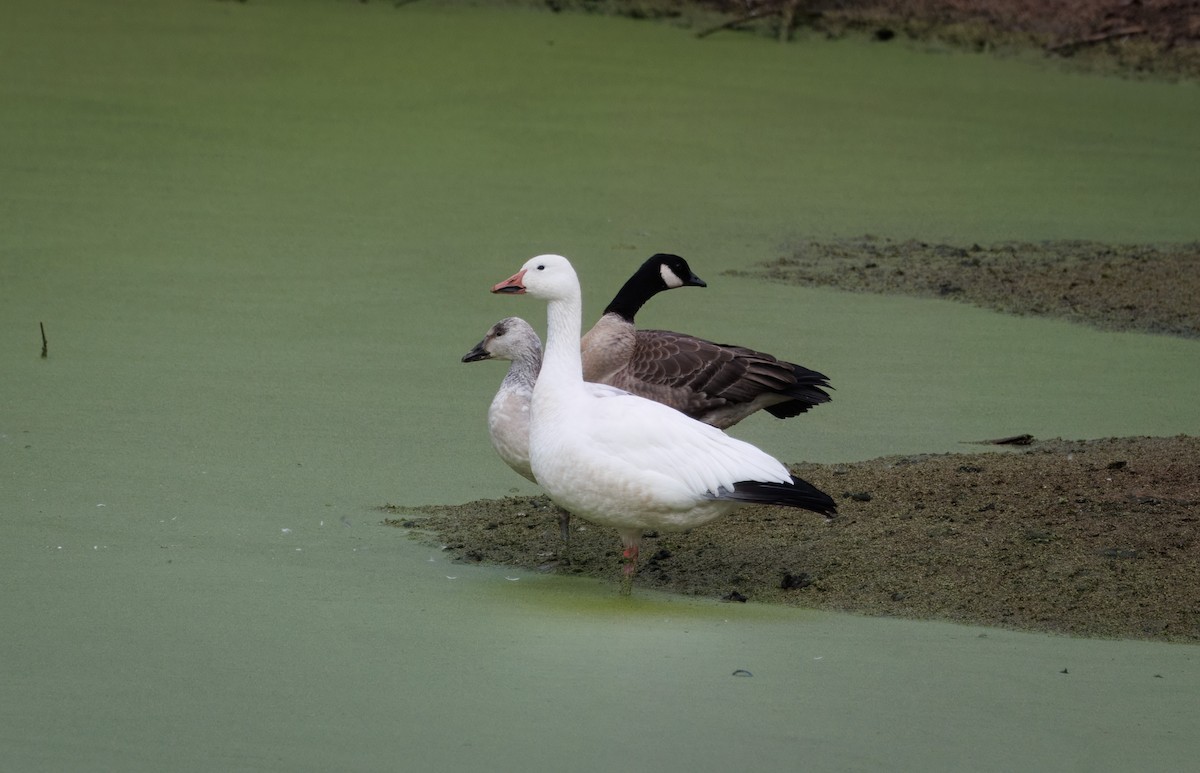 Snow Goose - ML626872861