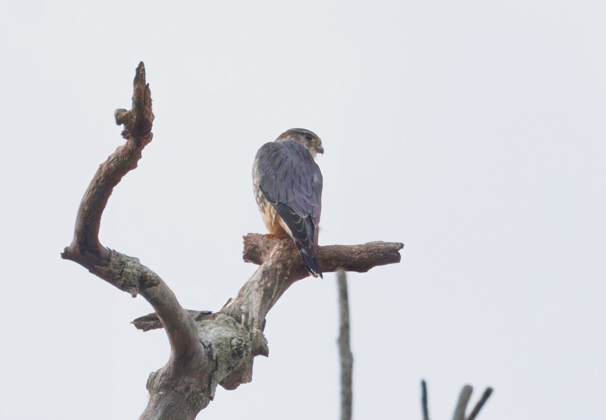 Merlin - ML626872865