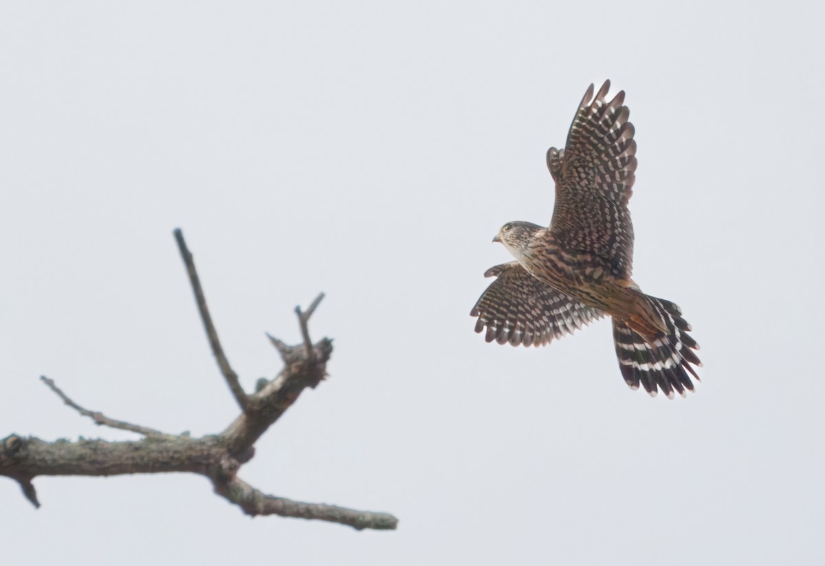 Merlin - ML626872867